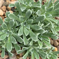 Saxifraga  'Hi Ho Silver'